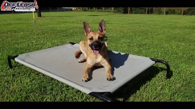 Dog traning video