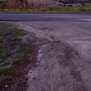 German shepherd listens to cows!