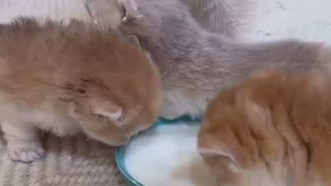 Baby cats drinking milk