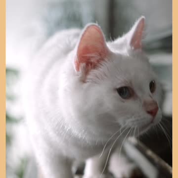 Cute cat animals fight