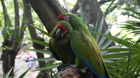 beautiful peruche birds