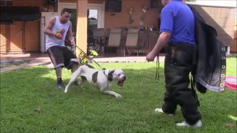 Dog aggressive