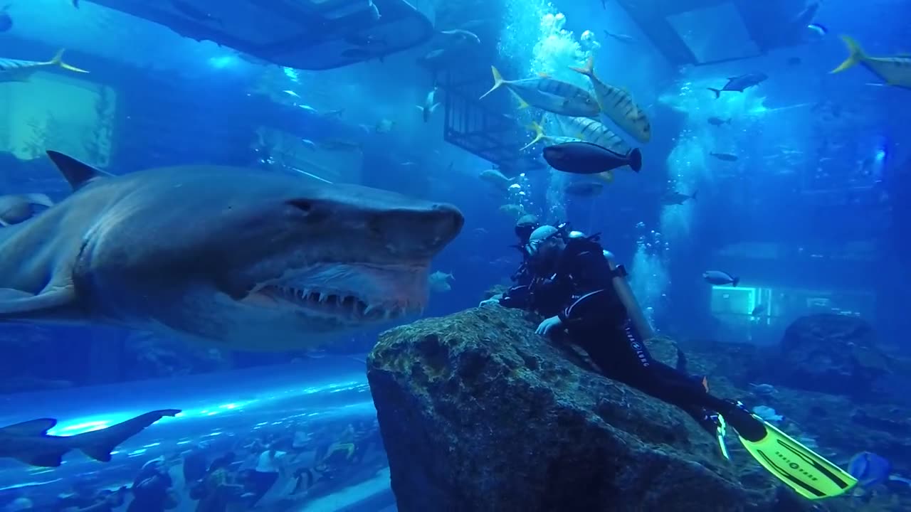 Under water fish hunting