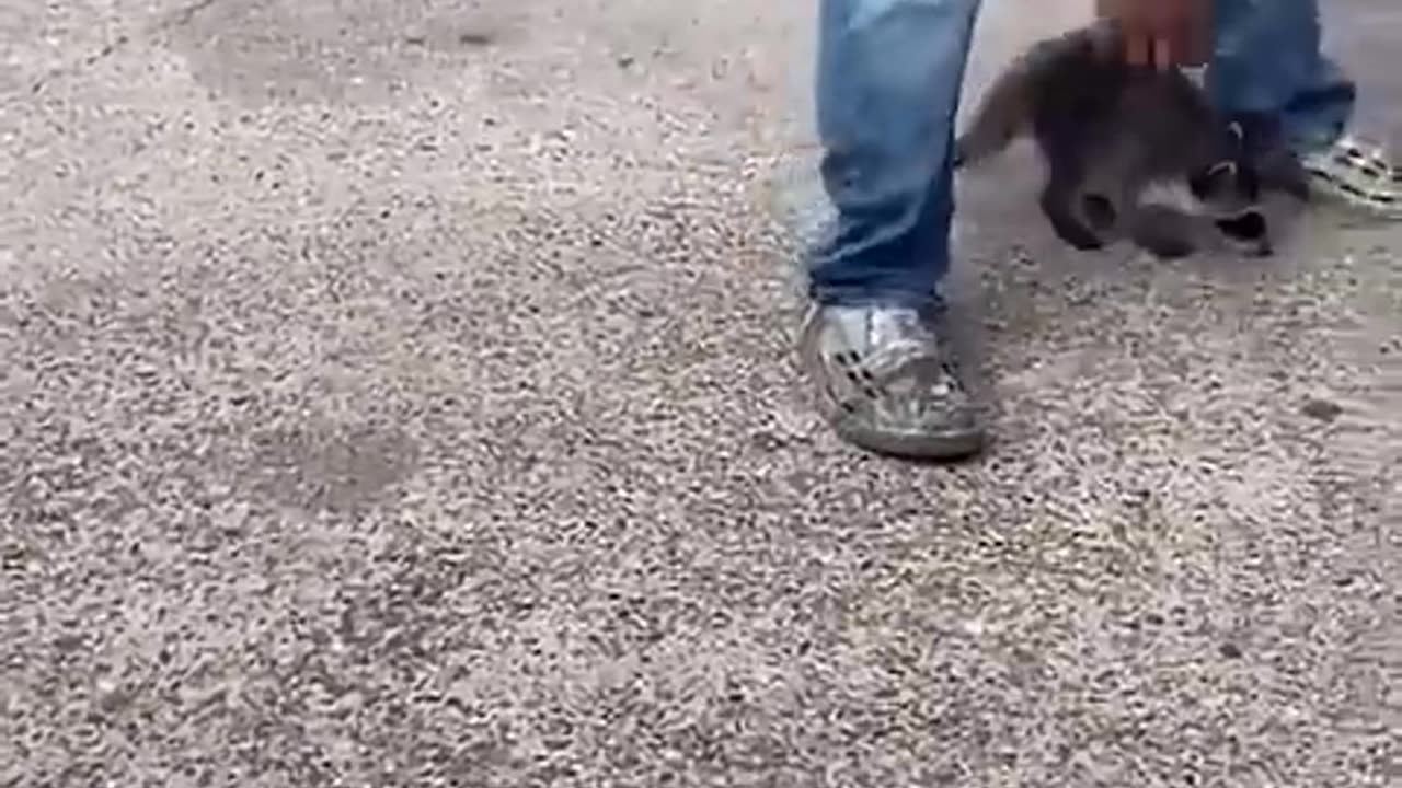 BLACK MAN TRAINED RACCOON