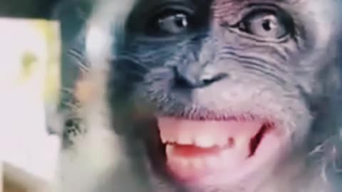 Monkey funny videos