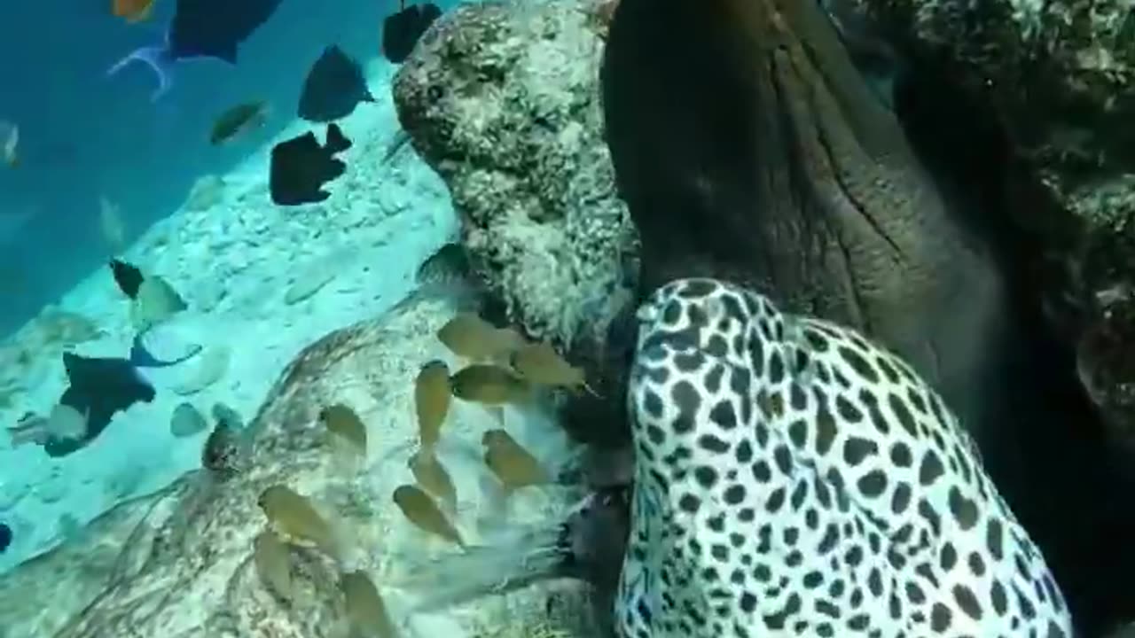 MOREIAS
