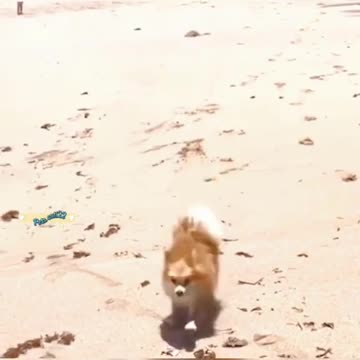 Hội báo thủ đã trở lại dịp cuối tuần …