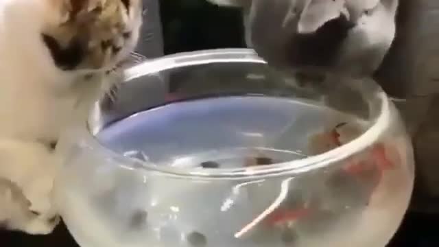 It's my water bowl!😂 Cute cat 🐱🐈 very funny Cat video