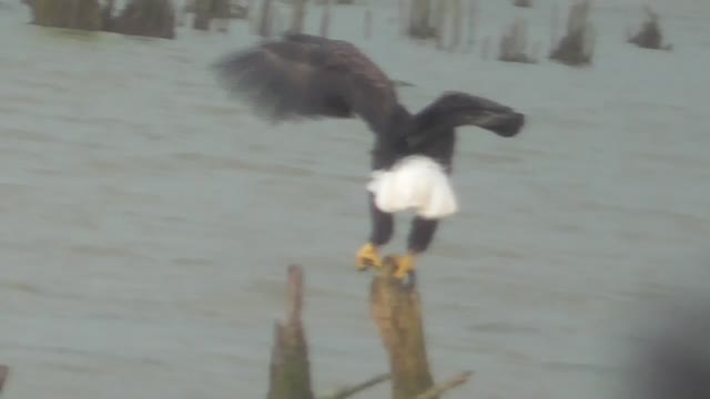 216 Toussaint Wildlife - Oak Harbor Ohio - Eagle Catches Breakfast (All Most)