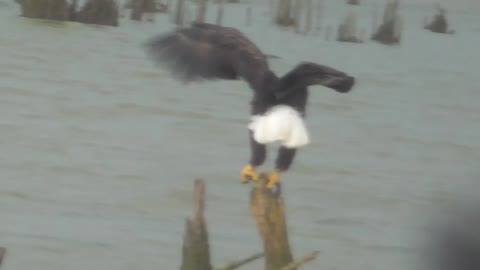 216 Toussaint Wildlife - Oak Harbor Ohio - Eagle Catches Breakfast (All Most)