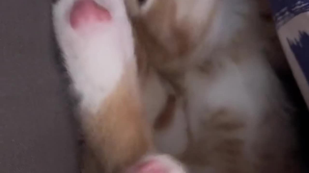 Cats like