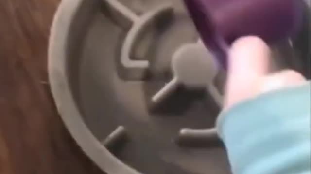 Funny Dog Diet Prank _ Funny dog video