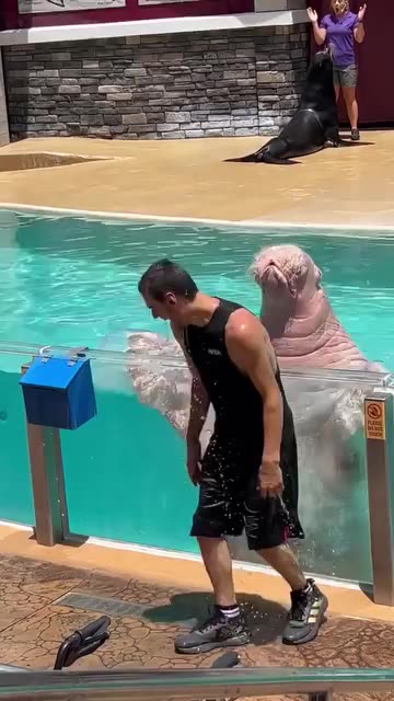 Dancing with the oldest walrus