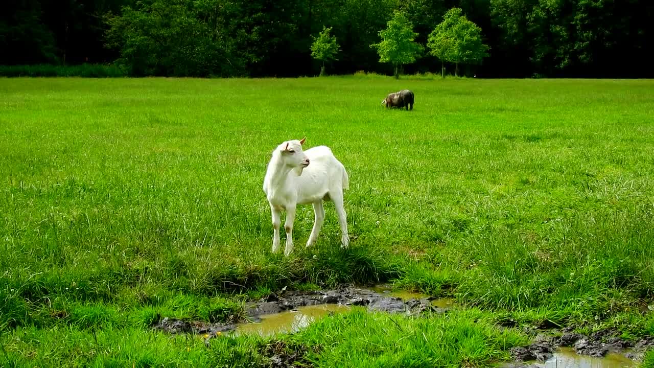 goatkidmammal