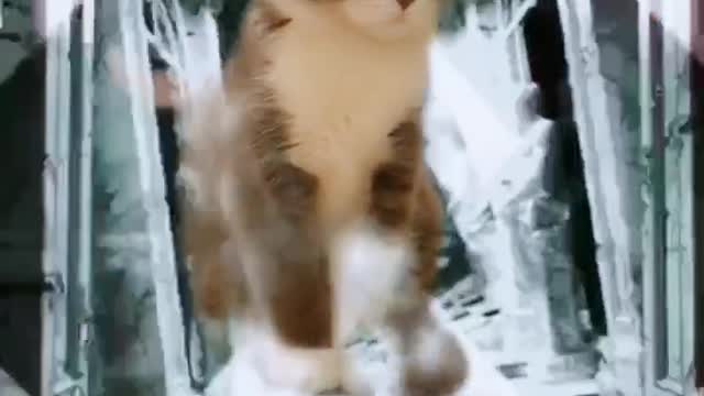 FUNNY CAT