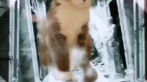 FUNNY CAT