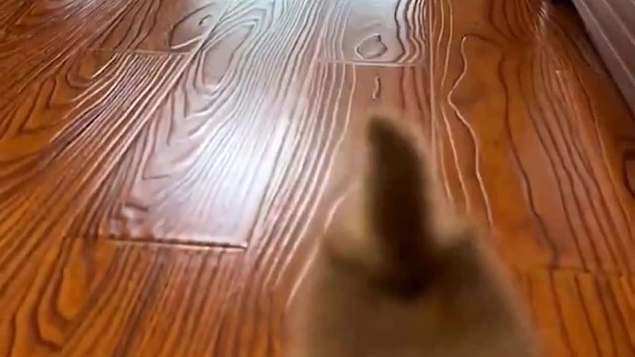 Funny Cat Kitten Video#short