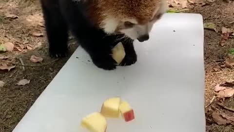 red pandas