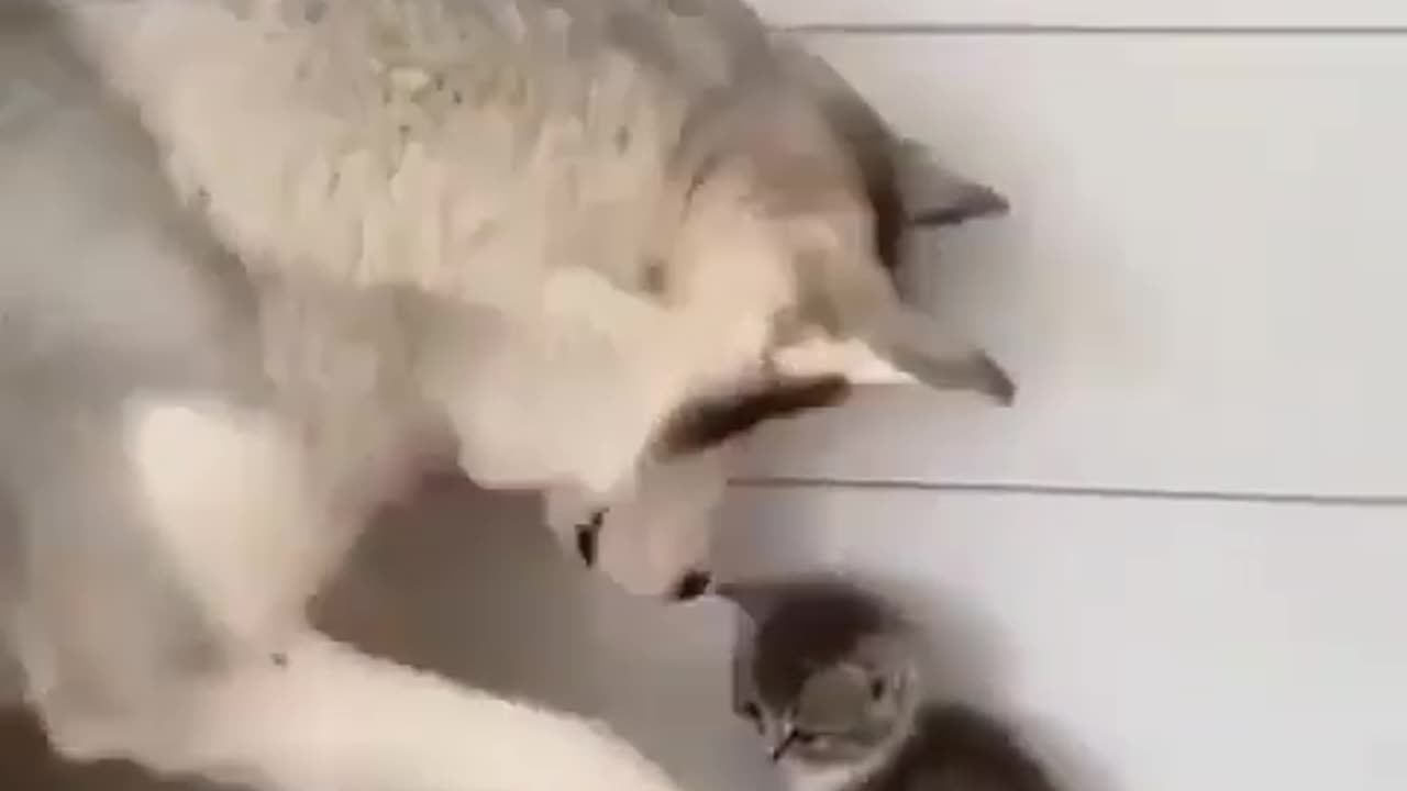 Unique Friendship b/w Dog & Cute Cat 😽