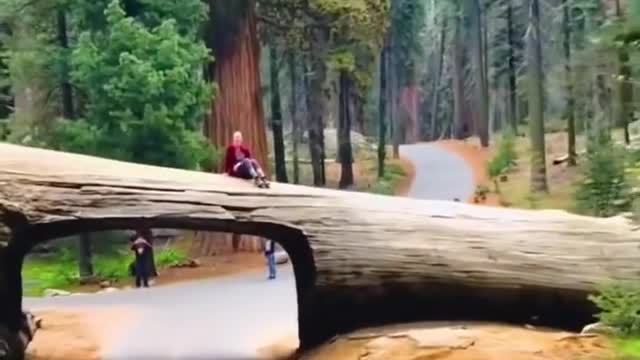 Amazing scene of Sequoia Park in America