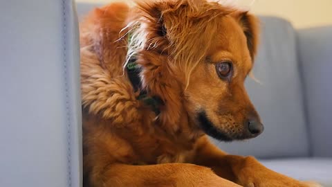 A handsome golden dog