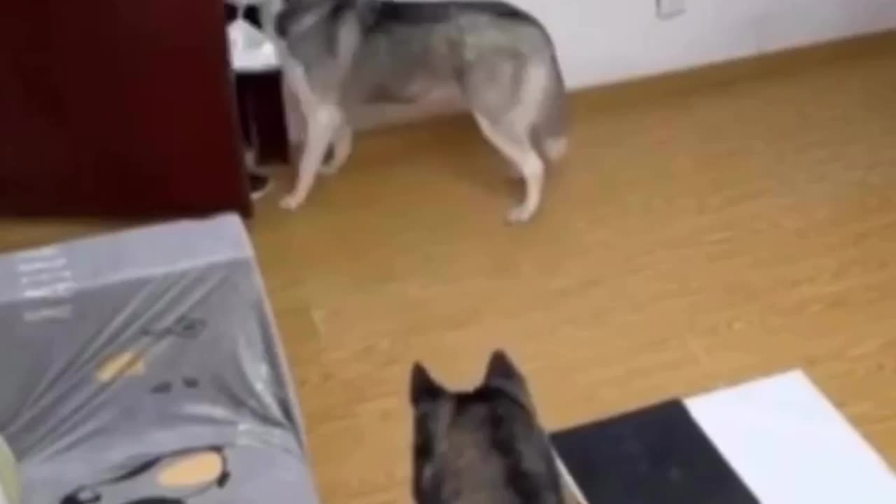 Dog order some food