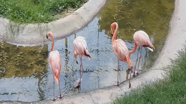 Beautiful Birds. Exotic birds.