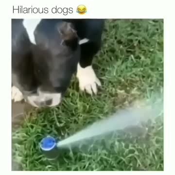 funny dogs