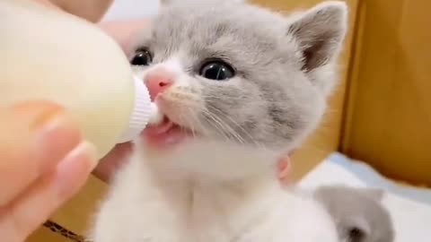 So cute and funny kitten