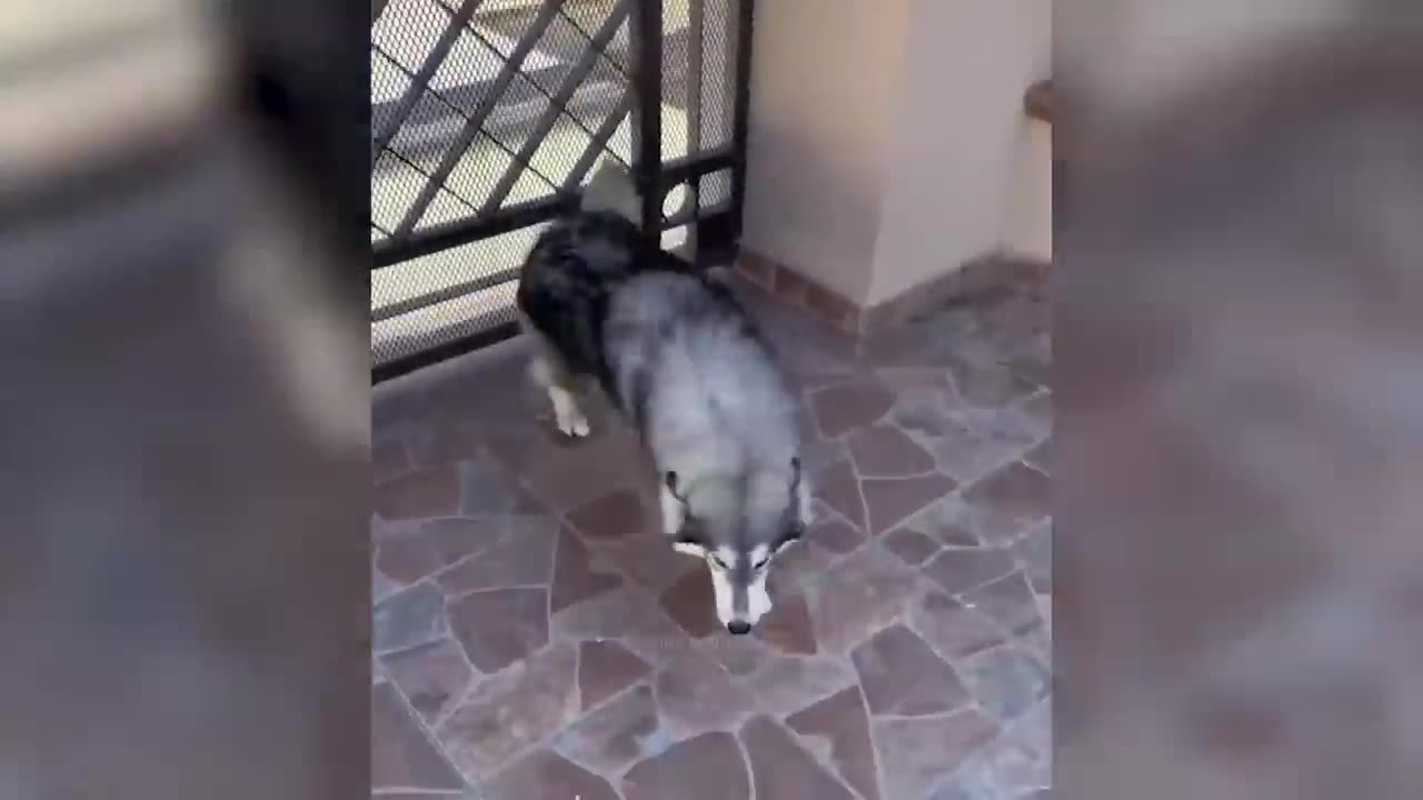 Best Funny Animal Videos Of The 2023 🤣 2