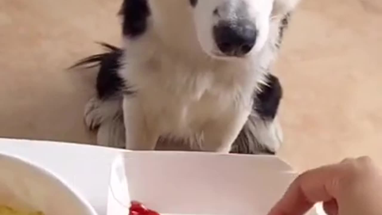 This dog eat fries with ketchup 🤤