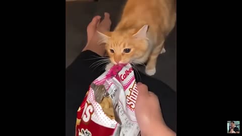 funny moments of dogs and cats will make you laugh😂😂😂😹🐶