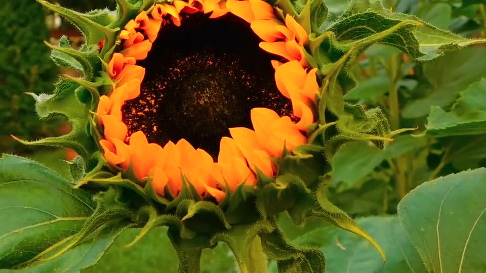 Beutiful flowers video π πΊπΊπΊπΊ#flowre
