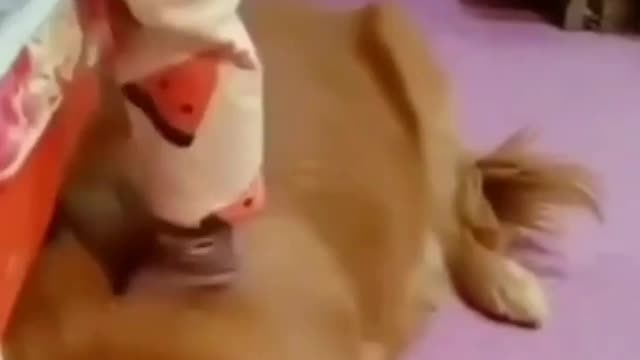Dog help the baby to lay on the bed 🤩