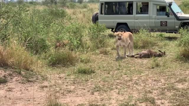 Rare footage of lions hunting