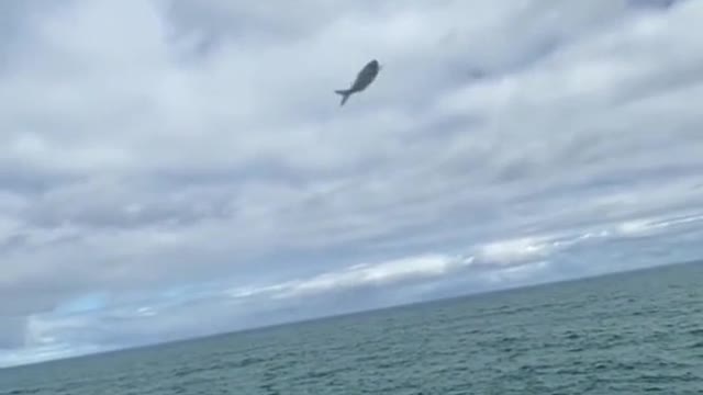 I set a fish free