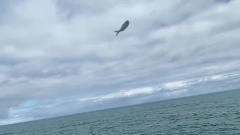 I set a fish free
