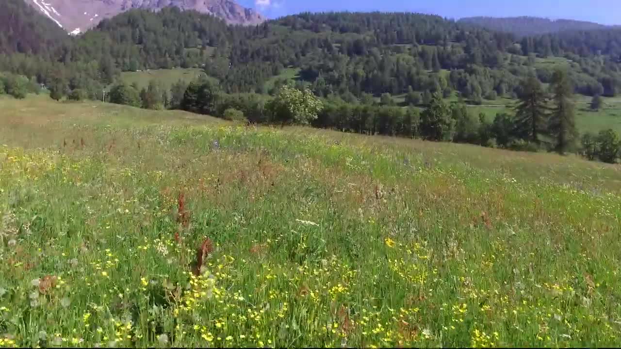 Fiori bici Valdipejo