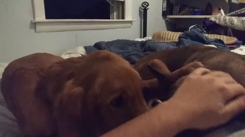 Puppy refuses to let owner pet another dog