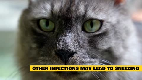 Cat Sneezing Home Remedy