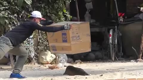funny video, prank wit street dogs