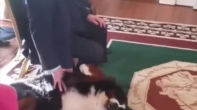 Dog Love