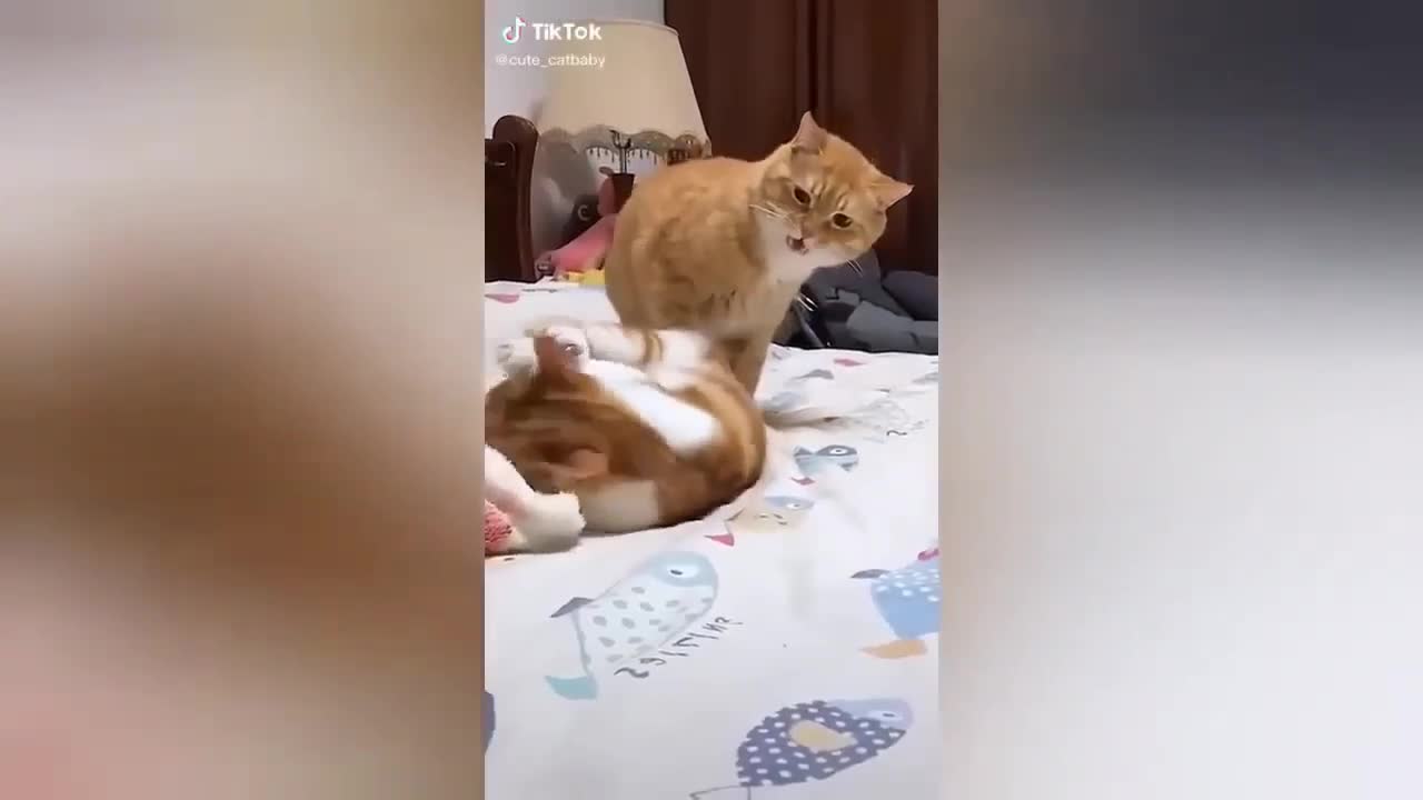 brown cat