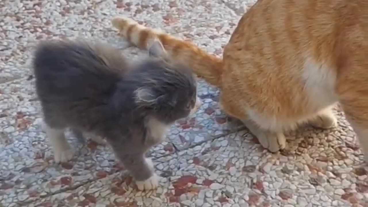 Kittens reaction to Garfield, their papa cat