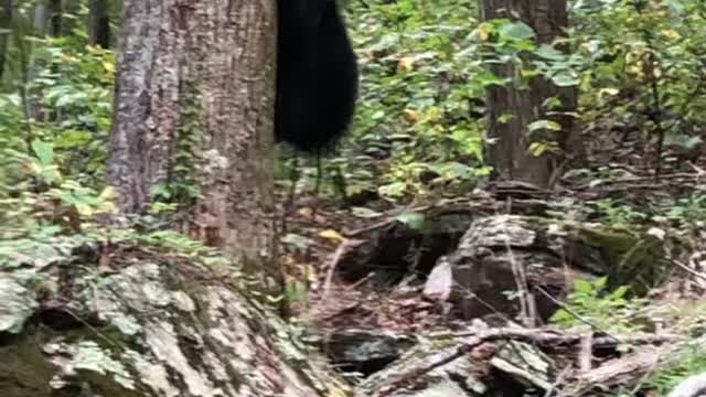 Hunting Dog Trees Black Bear