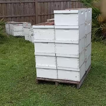 More bees delivered to our little farm in punta gorda