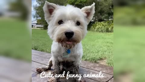 Cute and funny animals