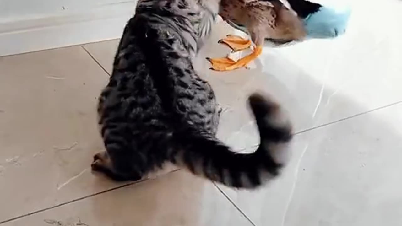 Cat 😺 vs. Duck 🦆