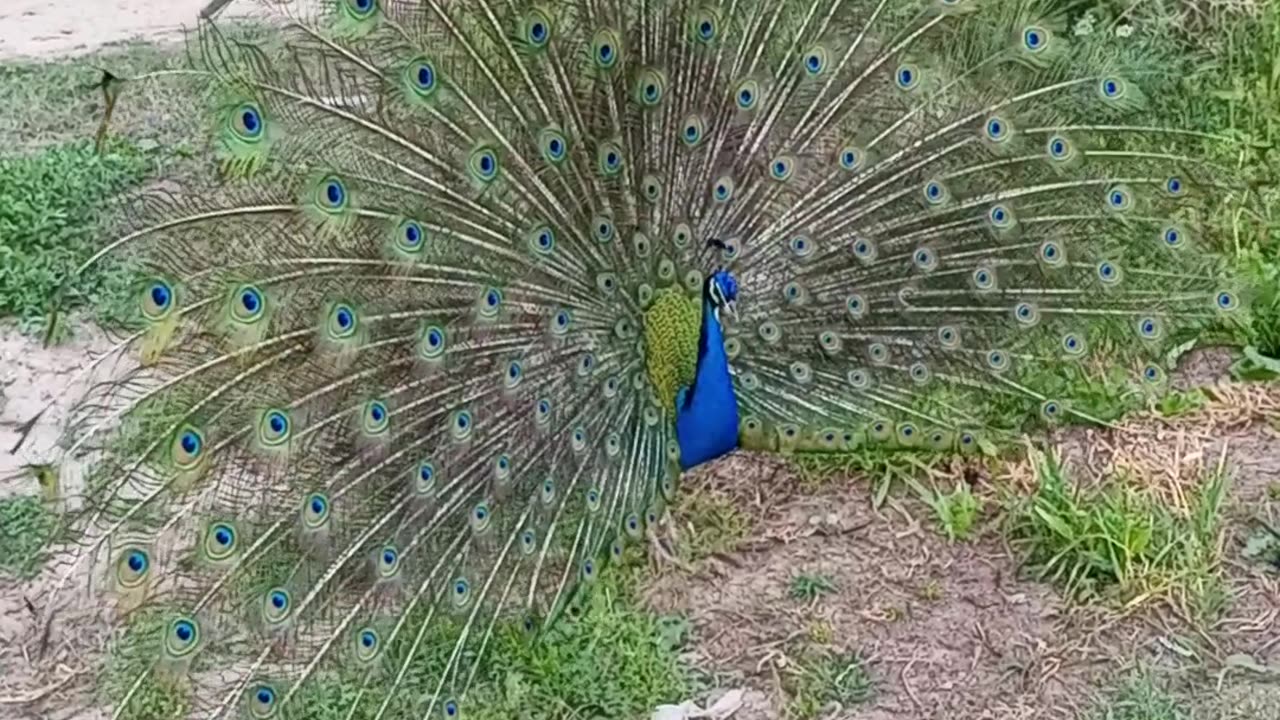 pecock dancing