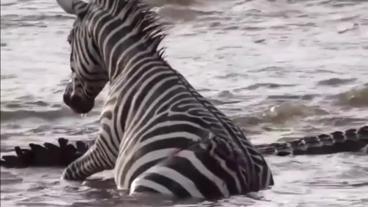 Zebra bites crocodile back